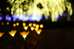 光の花
