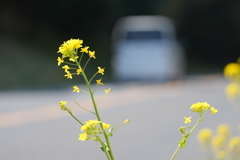 道端の菜の花