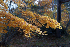 秋の大沼国定公園