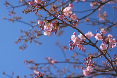 ようやく咲き始めた河津桜
