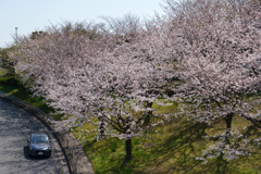 葛西臨海公園の桜