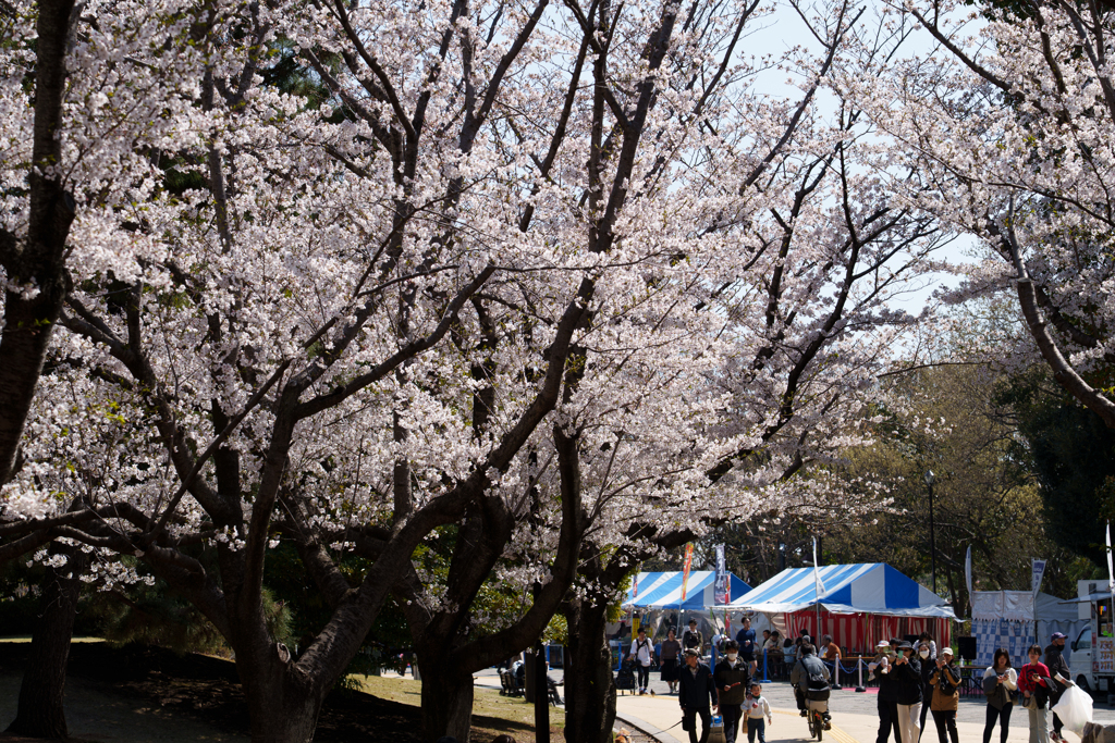 葛西臨海公園の桜