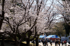 葛西臨海公園の桜