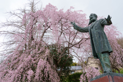 三春町の桜