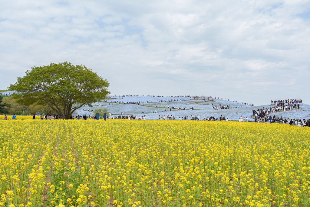菜の花とネモフィラの丘