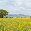菜の花とネモフィラの丘