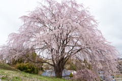 山の一本桜