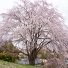山の一本桜