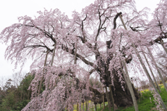 三春滝桜