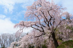 三春町の桜