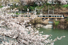 中央線と桜