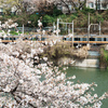 中央線と桜