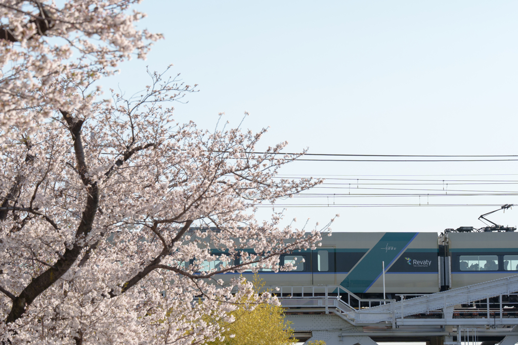 桜と東武特急