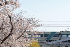桜と東武特急