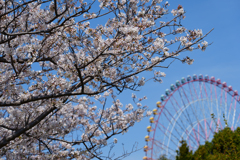 葛西臨海公園の桜