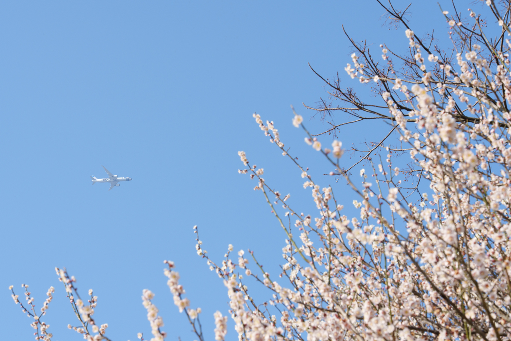 梅の木と飛行機