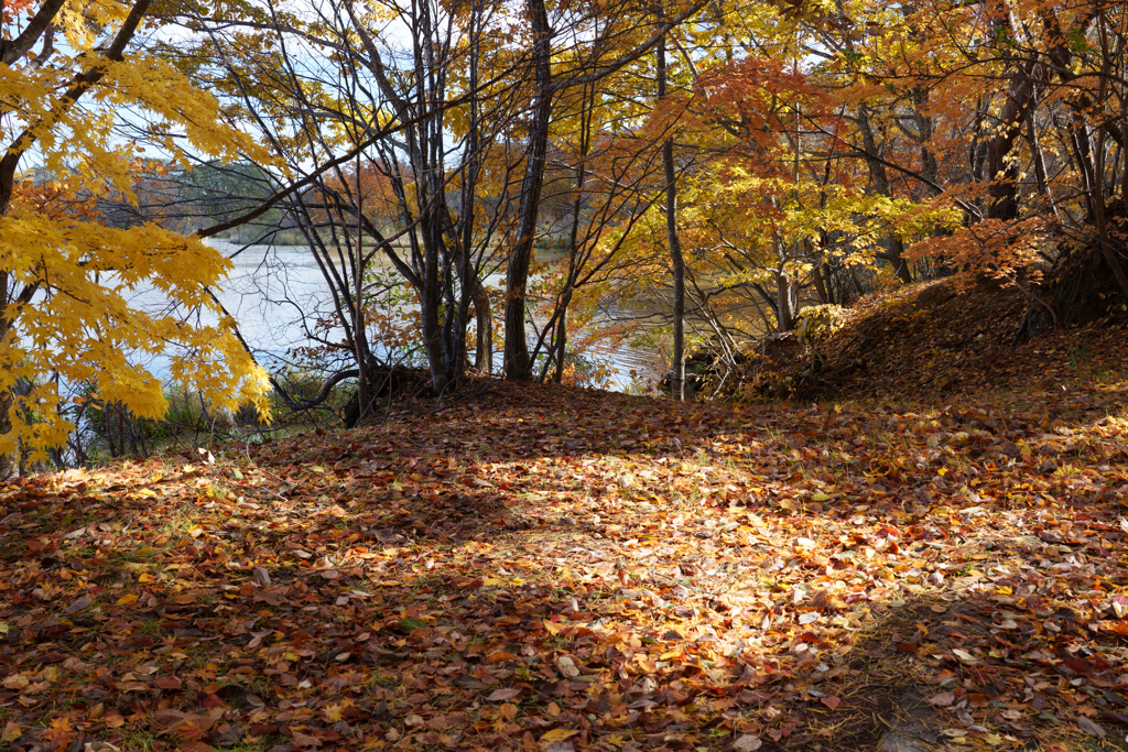秋の大沼国定公園