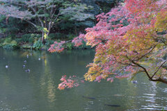 秋の成田山公園
