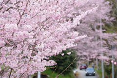 三春町の桜