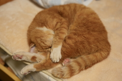 ベッドの上の猫