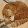 ベッドの上の猫