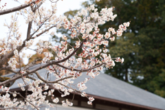 偕楽園梅まつり
