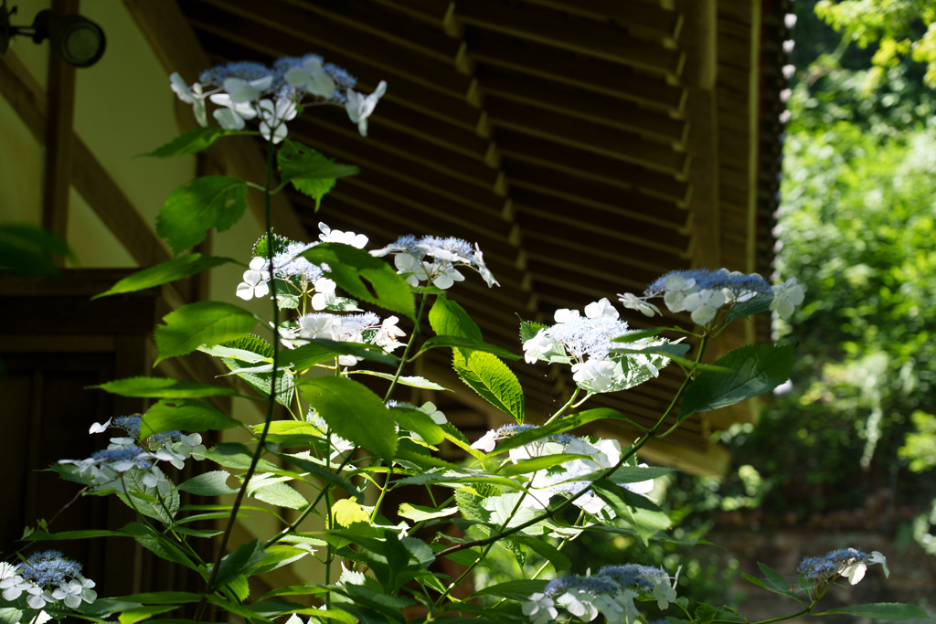 6月の円覚寺