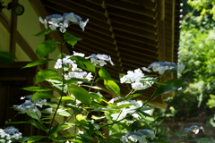6月の円覚寺