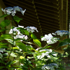 6月の円覚寺