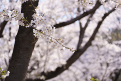 葛西臨海公園の桜