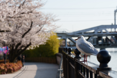春の隅田公園