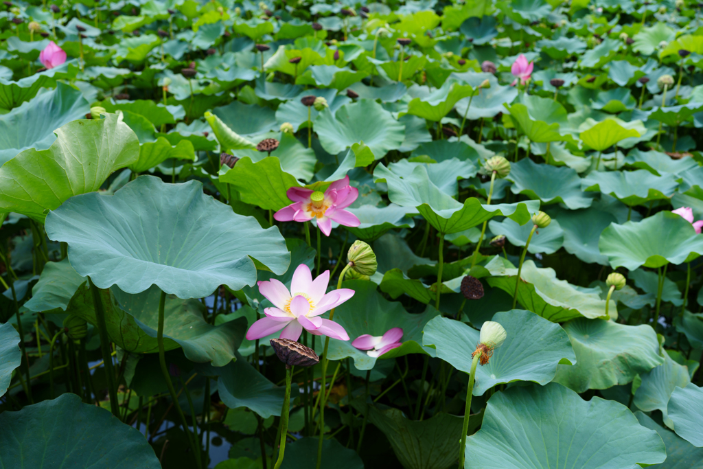 夏の蓮の花