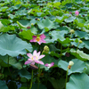 夏の蓮の花