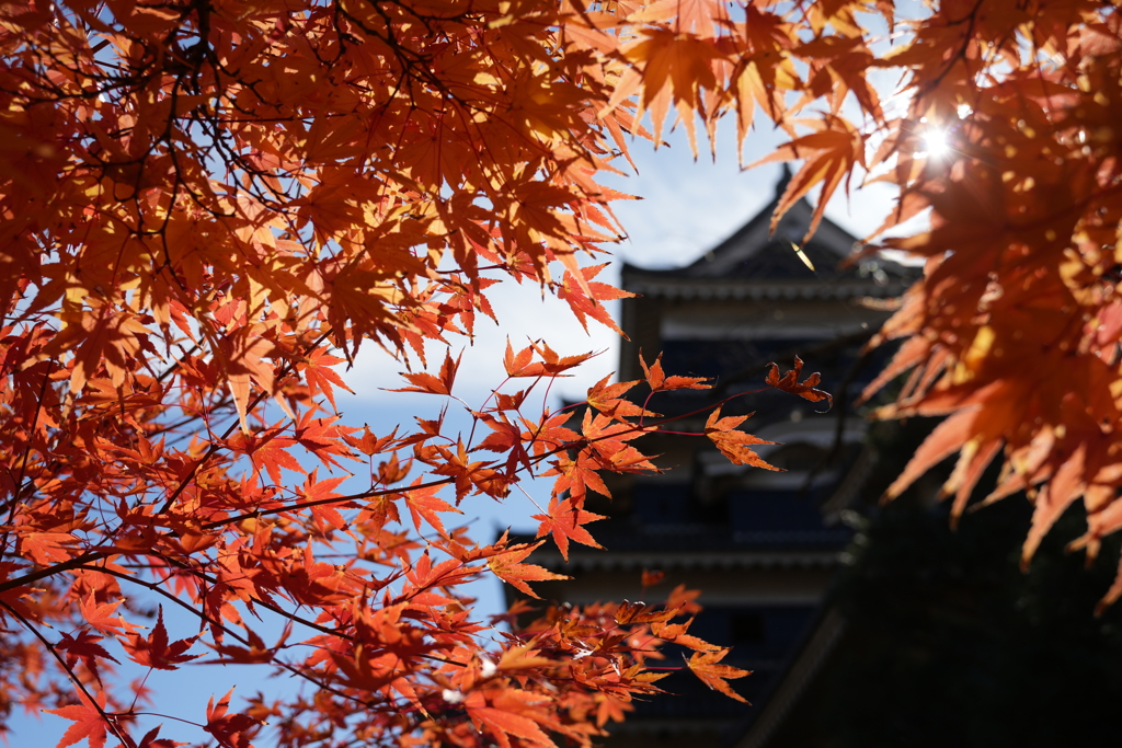秋の松本城