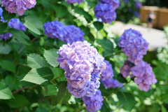 6月の円覚寺