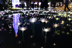 光の花