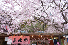 春の露店