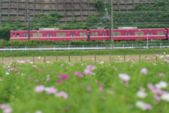 コスモスと京成本線