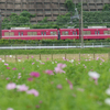 コスモスと京成本線