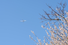 梅の木と飛行機