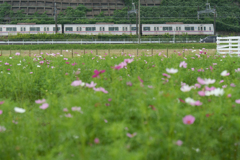 コスモスと京成本線