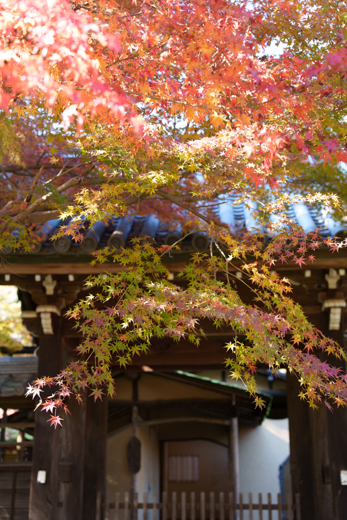 秋の本土寺