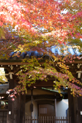 秋の本土寺