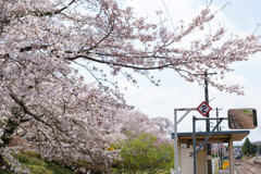 春の磐越東線舞木駅