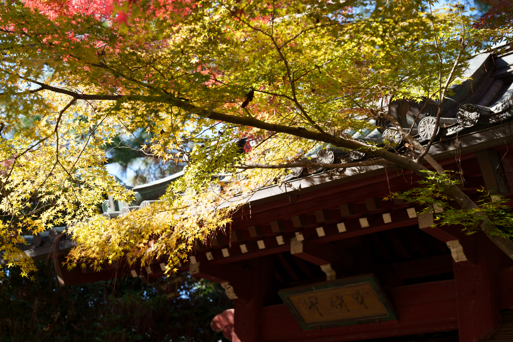 秋の本土寺
