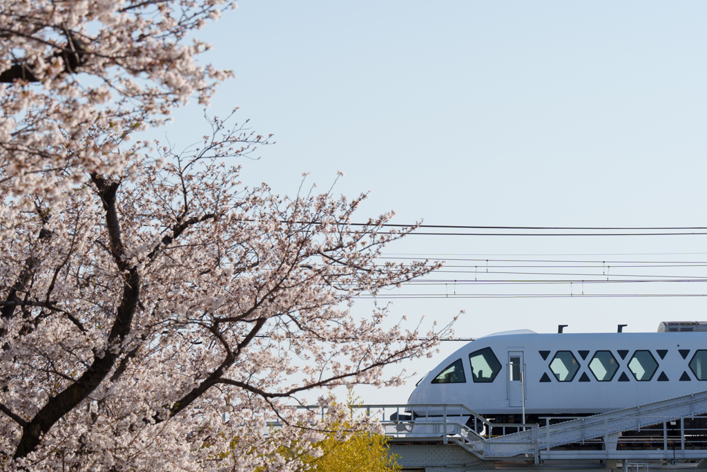 桜と東武特急