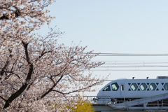桜と東武特急