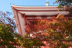 秋の成田山公園