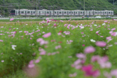 コスモスと京成本線