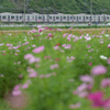 コスモスと京成本線